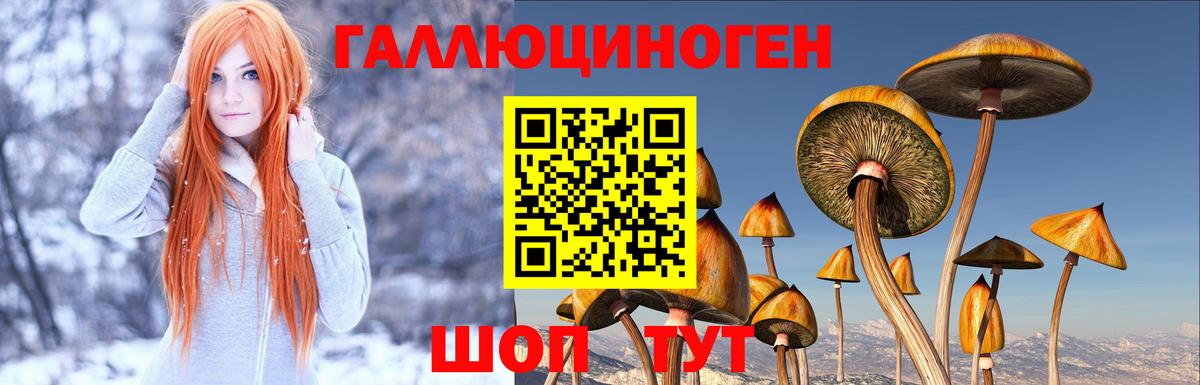 Муром  Псилоцибиновые грибы Cubensis  Вход с VPN 